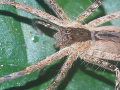 Heteropoda ocyalina