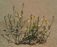Linaria loeselii