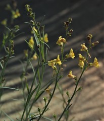 Linaria loeselii