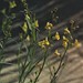 Linaria loeselii - Photo (c) Ron Frumkin, some rights reserved (CC BY-NC), uploaded by Ron Frumkin