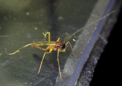 Macrocentrus bicolor