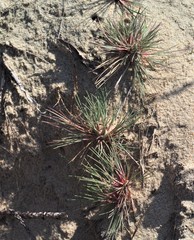 Corynephorus canescens