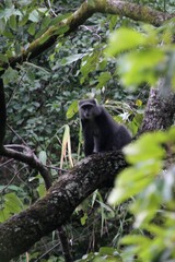Cercopithecus mitis moloneyi
