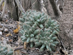Mammillaria sphaerica
