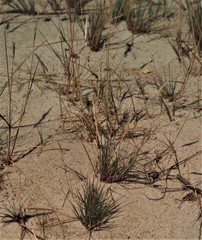 Corynephorus canescens