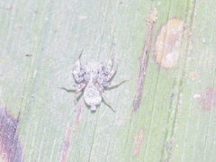Spartaeinae