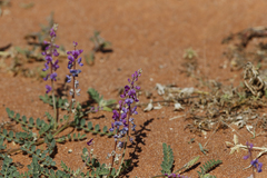 Indigofera brevidens