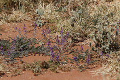 Indigofera brevidens