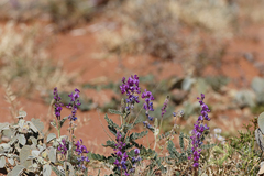 Indigofera brevidens