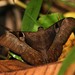 Cyligramma fluctuosa - Photo (c) Martin Grimm, algunos derechos reservados (CC BY-NC)