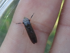 Homalodisca insolita