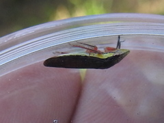 Homalodisca insolita