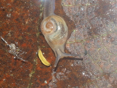 Helicarionidae