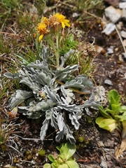 Jacobaea carniolica