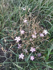 Dianthus uralensis