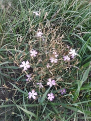 Dianthus uralensis