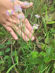 Polygala sanguinea