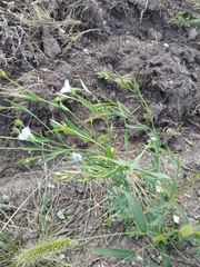Linum nervosum