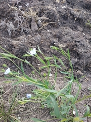 Linum nervosum