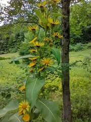 Inula