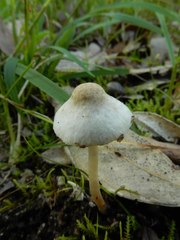 Inocybe sindonia