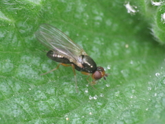 Chamaepsila