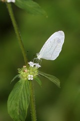 Leptosia alcesta