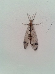 Dendroleon pantherinus