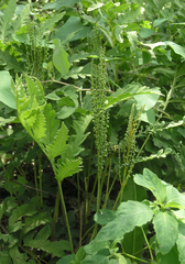 Onoclea sensibilis interrupta