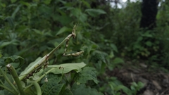 Empusa