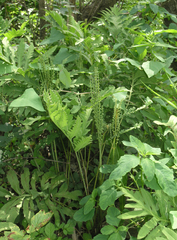 Onoclea sensibilis interrupta