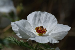 Argemone platyceras