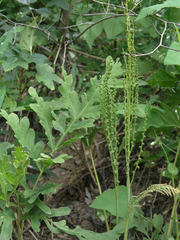 Onoclea sensibilis interrupta