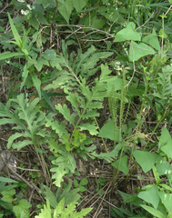 Onoclea sensibilis interrupta