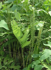 Onoclea sensibilis interrupta