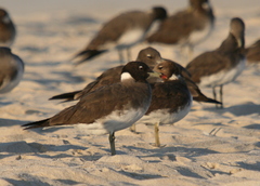 Ichthyaetus hemprichii