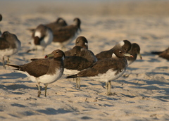 Ichthyaetus hemprichii