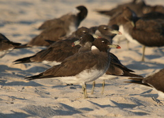 Ichthyaetus hemprichii