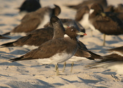 Ichthyaetus hemprichii