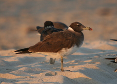 Ichthyaetus hemprichii