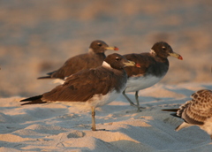 Ichthyaetus hemprichii