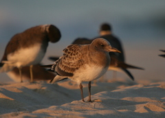 Ichthyaetus hemprichii