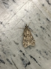 Eudonia truncicolella