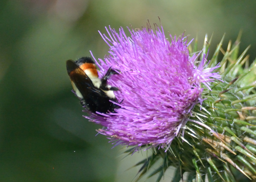 Mesoamerican Bumble Bee