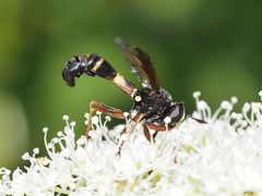 Physocephala rufipes