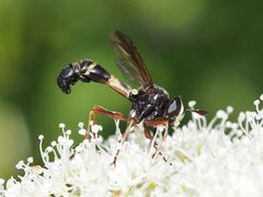 Physocephala rufipes