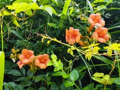 Campsis grandiflora