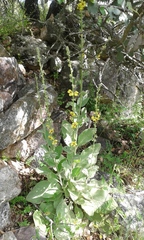 Verbascum rotundifolium