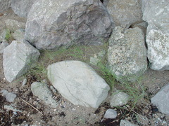 Elymus junceum