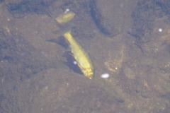 Pseudochondrostoma duriense